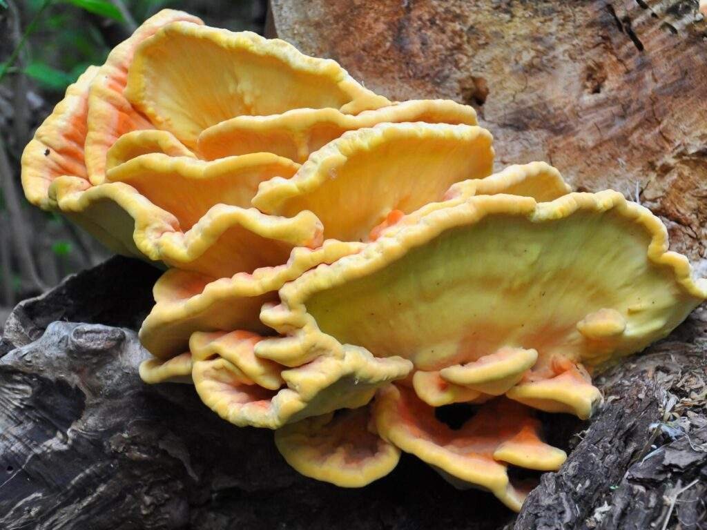 Chicken of the Woods Recipe