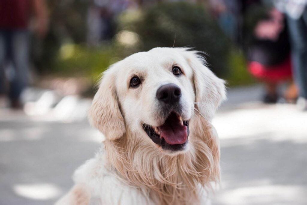 Best Dog Food For Allergies – 2024