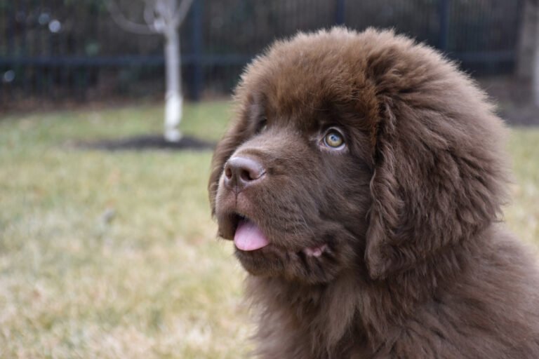 Tibetan Mastiff