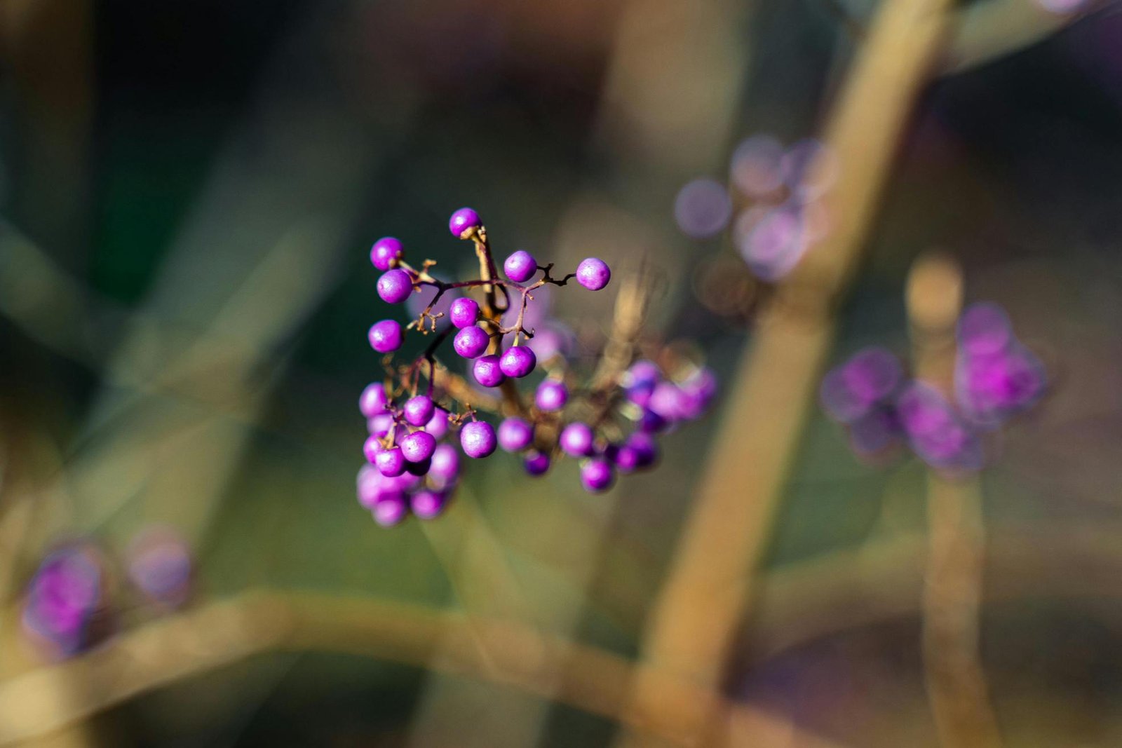 You are currently viewing Discover the Ultimate Top 10 Spring Seasonal Fruits to Savor