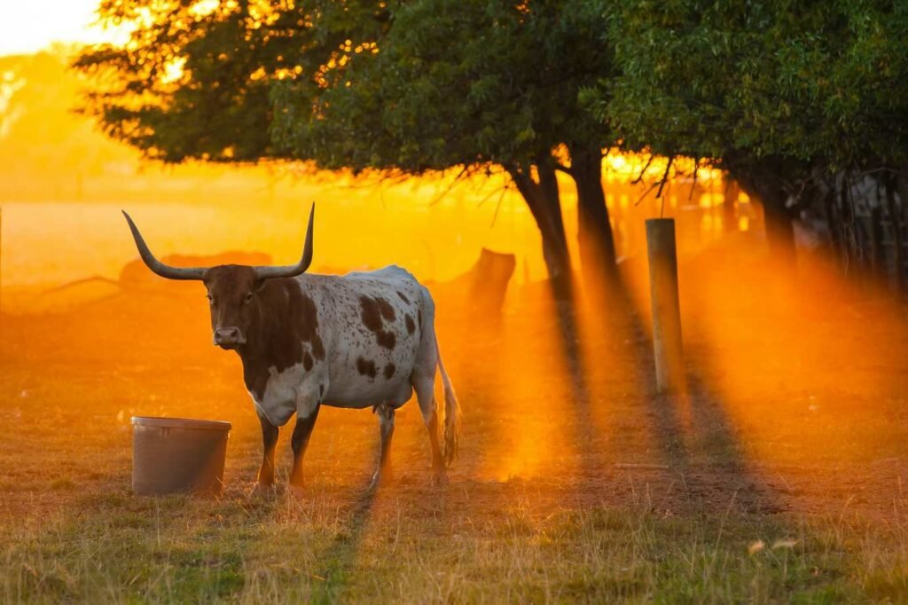 Unique Places To Stay In Texas