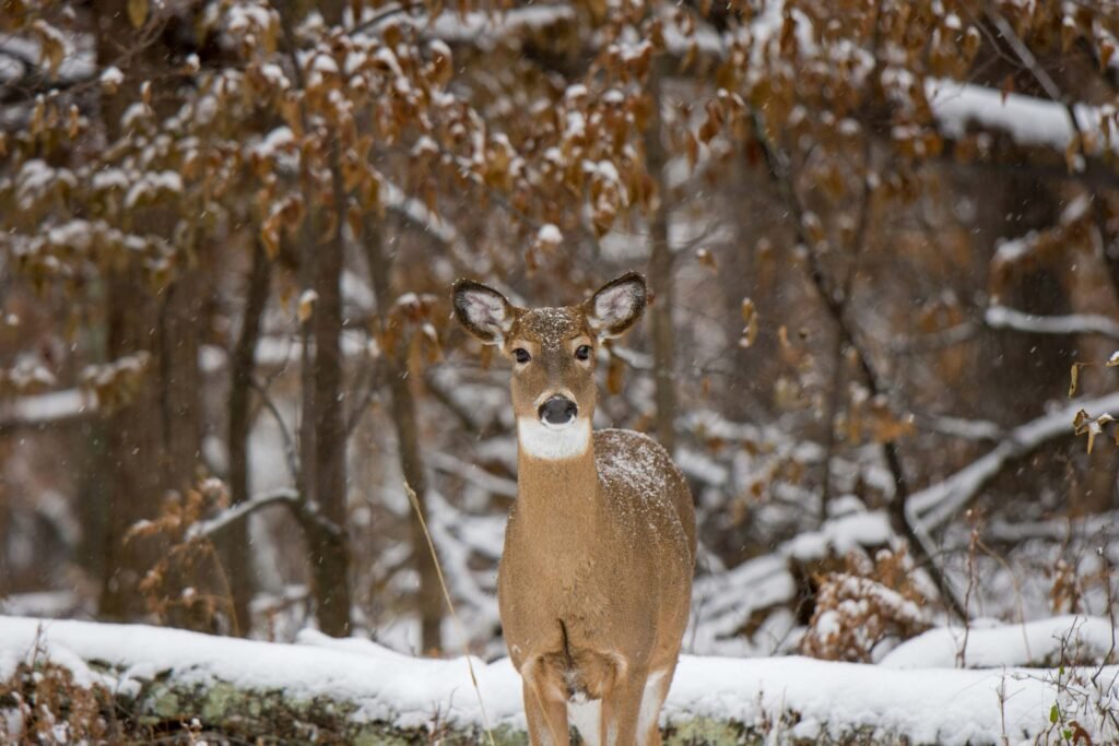 Winter Activities In Minnesota